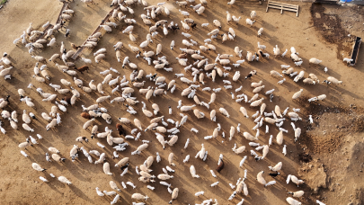 Kuzuların anneleri ile buluşması drone ile görüntülendi