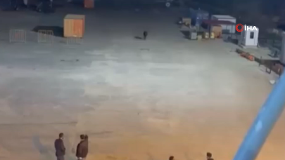 Gemiden kaçan angus denize balıklama atladı