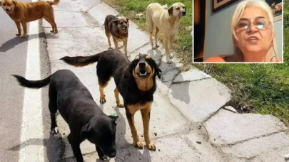 Hayvanlara Adalet Derneği Başkanı'ndan skandal sözler: "Keşke köpekler,  görevlilerin boynunu koparsa"