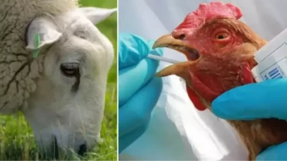 İngiltere'de ilk defa 1 koyunda kuş gribi tespit edildi