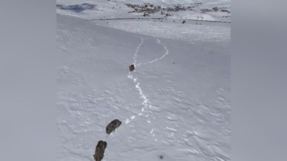 Kurt sürüsü,  kar üstünde yiyecek ararken görüntülendi