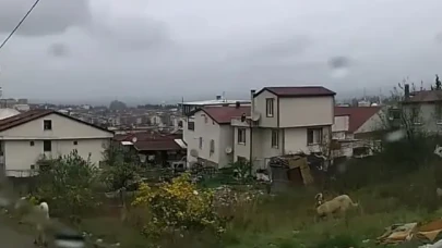 Konya'nın ardından Yalova'da da köpek saldırısı!