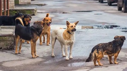 İzmir'de başıboş köpek 6 yaşındaki çocuğu ısırdı