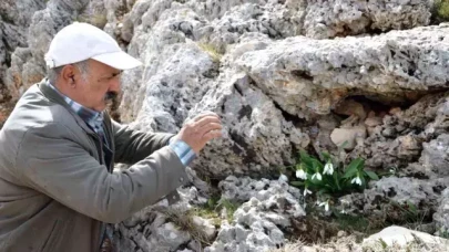 Aşı yapımında kullanılan kıymetli bitki için bakanlıktan karar! Sökümü 5 yıl boyunca yasaklandı