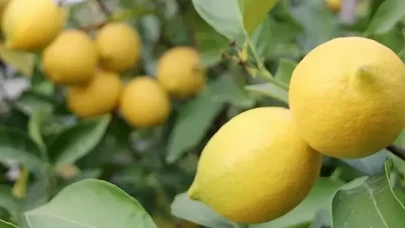 Limon ihracatındaki kısıtlama kaldırıldı