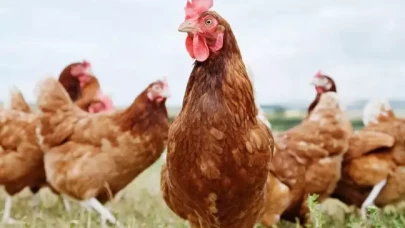 Türkiye'nin tavuk devine kesilen ceza miktarı şoke etti!