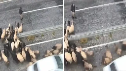 Hızını alamadı, koyun sürüsüne daldı