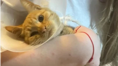 Isparta'da kan donduran olay! Büyü için kedilerin patilerini kesmişler