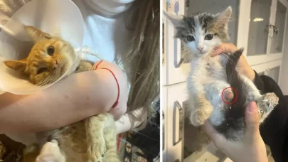 Isparta'da vahşet! Büyü için sokak hayvanlarının uzuvlarını kestiler