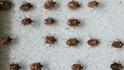 95 TIR'da 'kahverengi kokarca' alarmı: Mahsur kaldılar!