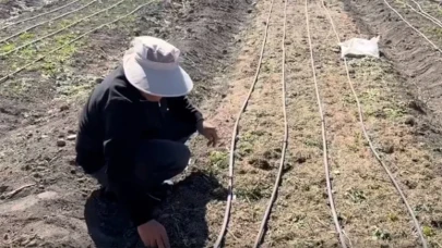 İşsiz kalınca ekti, hayatı bir anda değişti! Kilosunu 200-300 bin TL'ye satıyor