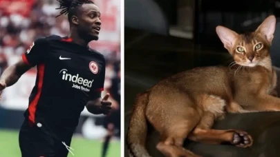 Batshuayi’nin kedisi için Almanya seferber oldu