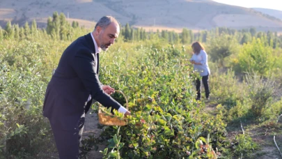 Çiftçiler bu meyveyi dikmek için sıraya girdi: Getirisi çok büyük