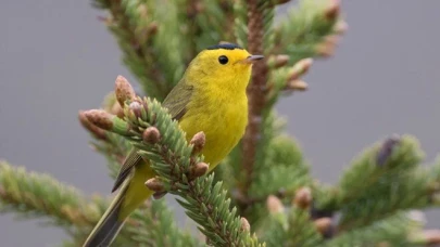 Uzmanlardan korkutan uyarı: Kuşların davranışları değişti, doğanın dengesi bozuluyor
