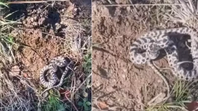 Karabük'te zehirli yılan şoku: Burun buruna geldi!