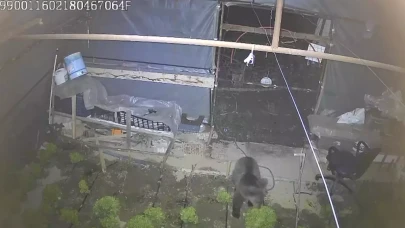 Karabük’te yavru bozayı seraya girip marul yedi