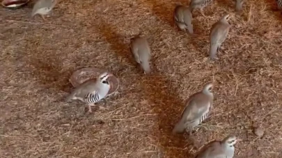 Bitlis’te kaçak keklik ticareti engellendi: 90 kınalı keklik yeniden doğaya dalındı