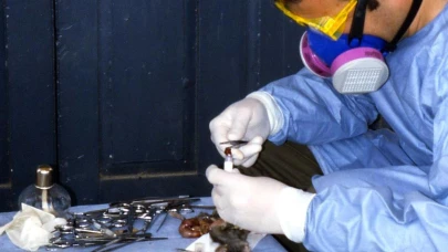 Yeni salgın alarmı: Çin’de sivrisinek kaynaklı Chikungunya Virüsü yayılıyor