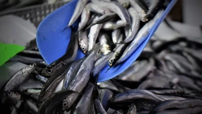 Hamsi tezgahları şenlendirdi! Kilosu 100 TL'ye kadar düştü