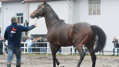 Efsane İngiliz Aygır Belardo Türkiye’de: Yavruları 25 milyon dolar kazandırdı
