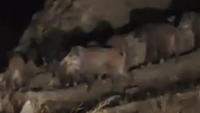 Van Başkale'de yaban domuzu sürüsü mahalleye indi