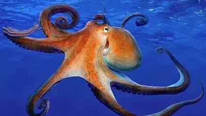 Ahtapotlar nasıl ürer? Çiftleşme yöntemi