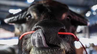 Tayland'da bir tuhaf güzellik yarışması! Mandalar yarışıyor