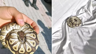 Asayiş kontrolünde şoke eden olay! Cebinden yavru piton çıktı