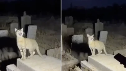 Yapay zeka sınır tanımıyor: Mezarlıkta “Allahu Ekber” diyen kedi viral oldu