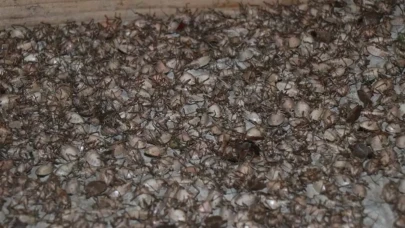 Kokarca tehlikesi yayılıyor: Cilde temas eden dikkat etmeli!