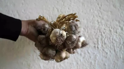 Gümüşhane ata mirasını markalaştırıyor: ‘Siyah sarımsak’ tescil yolunda