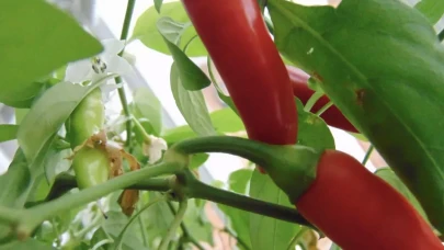 Dünyanın en acı biberleri hangisi 2025