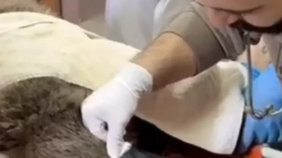 Sarıkamış’ta yaralı halde bulunan bozayı tedavi altına alındı