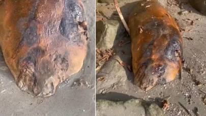 Marmara sahiline vuran gizemli canlı! Kimse ne olduğunu anlamadı