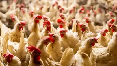 Dünya kuş gribi kıskacında: Hollanda'da dev itlaf