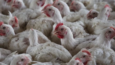 İspanya’da kuş gribi alarmı: 2 milyondan fazla hayvan itlaf edildi