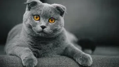 En az tüy döken kediler hangileri? Karşılaştırma tablosu