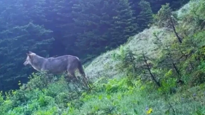 Uludağ’da fotokapanlara takılan iki çakal doğal yaşamda görüntülendi
