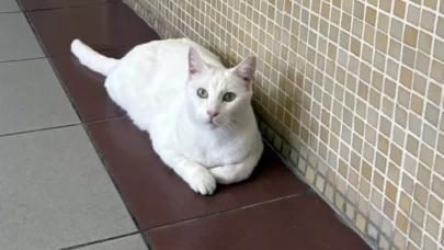 Bakırköy Adliyesi'ndeki kediler için toplatma kararı