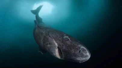 Dünyanın en uzun yaşayan hayvanı bir köpekbalığı olabilir mi?