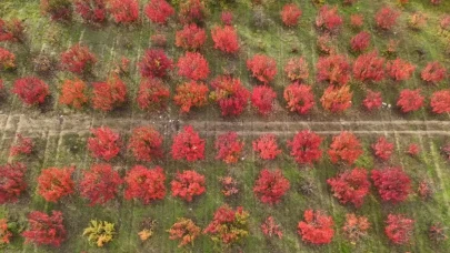 Bursa'da sonbahar büyüledi: İnegöl'deki renk cümbüşü dronla görüntülendi