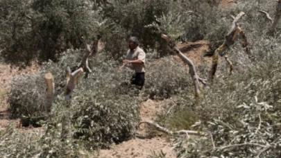 Batı Şeria’da Filistinlilere saldırı: Zeytin hasadı hedef alındı