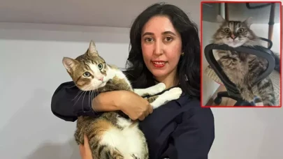 THY uçuşunda kedi kayboldu: Sahibi soruşturma talep etti