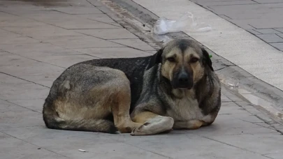 İstanbul Valiliği'nden yeni genelge: Sokak köpeklerini kontrolsüz beslemek yasaklandı