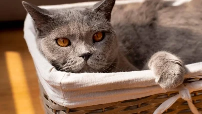 British Shorthair Fiyatları 2026, Bakımı ve Özellikleri