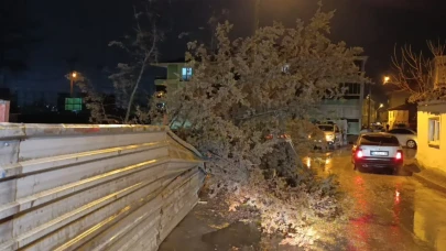 Bursa'da kuvvetli rüzgar paniği: Ağaç devrildi