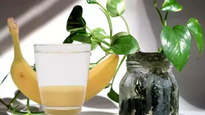 Bitkiler için muz kabuğu suyu faydalı mı? Muz kabuğu nasıl kullanılır?