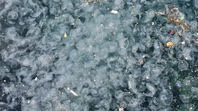 Üsküdar Sahili'nde korkutan manzara: Denizanaları istila etti