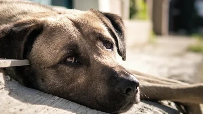 150 Avukattan İstanbul Valiliği’ne suç duyurusu: 'Besleme hakkı engellenemez'