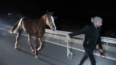 Milyonluk yarış atları çiftlikten kaçtı! Karayolu savaş alanına döndü